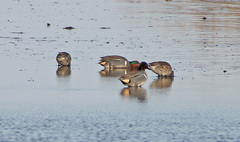 Anas crecca carolinensis