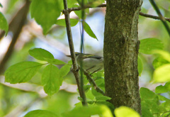 Vermivora chrysoptera