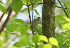 Vermivora chrysoptera