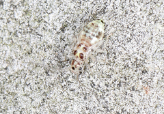 Teliapsocus conterminus