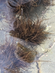 Rhodophyta