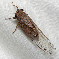 Tamasa tristigma