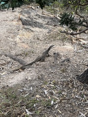 Varanus gouldii