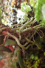 Drymoanthus adversus