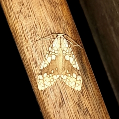 Tessella jorgenseni