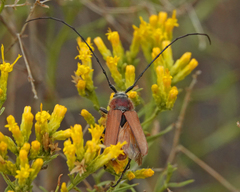 Crossidius suturalis