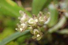 Drymoanthus adversus