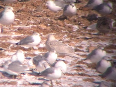 Larus glaucoides kumlieni
