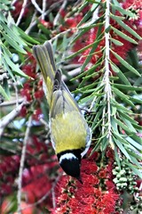 Melithreptus lunatus