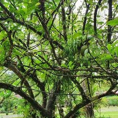 Crescentia cujete