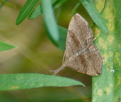 Phalaenostola metonalis