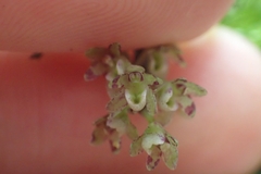 Drymoanthus adversus