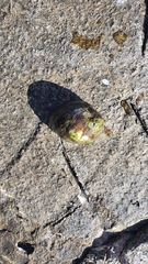 Gastropoda