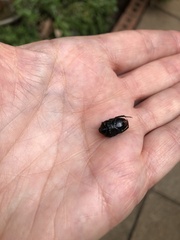 Clinteroides permutans