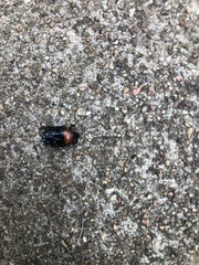 Clinteroides permutans