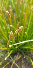 Eleocharis geniculata