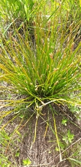 Eleocharis geniculata