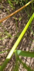 Eleocharis geniculata