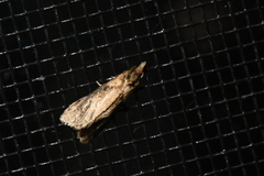 Phtheochroa