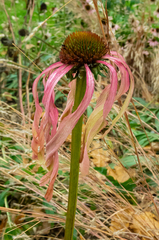 Echinacea laevigata