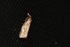 Phtheochroa
