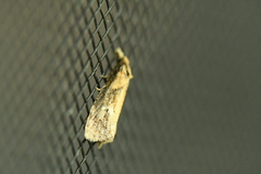 Phtheochroa