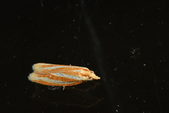 Sparganothis tristriata