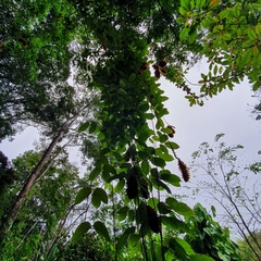 Mucuna mutisiana