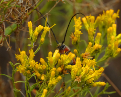 Crossidius suturalis