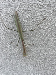Tenodera blanchardi