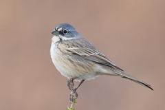 Artemisiospiza belli