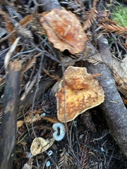 Turbinellus floccosus