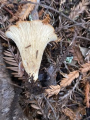 Turbinellus floccosus