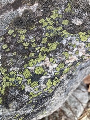 Rhizocarpon