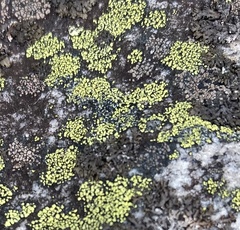 Rhizocarpon