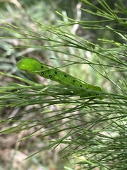 Capusa senilis
