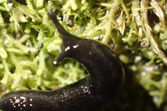 Kobeltia