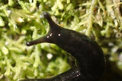 Kobeltia