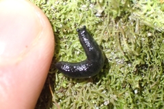Kobeltia