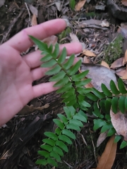 Polystichum imbricans