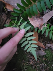 Polystichum imbricans