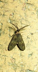 Pollanisus trimacula