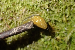 Kobeltia