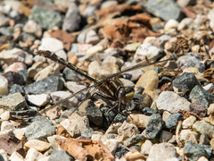 Phanogomphus
