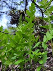 Polypodium calirhiza