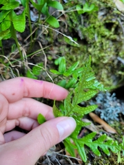 Polypodium calirhiza