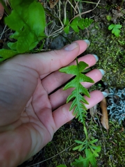 Polypodium calirhiza