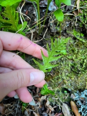 Polypodium calirhiza