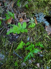 Polypodium calirhiza
