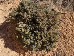 Juniperus communis